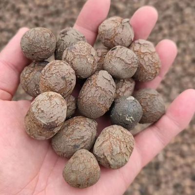 LECA per l'orticoltura e il giardinaggio Densità di massa 250-450 kg/m3